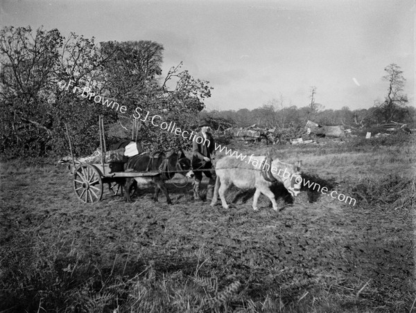 PAIR OF DONKEYS PULLING LOG CART